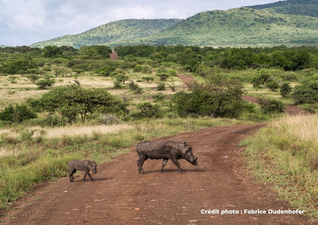 phacochères avec son bébé traversant la route